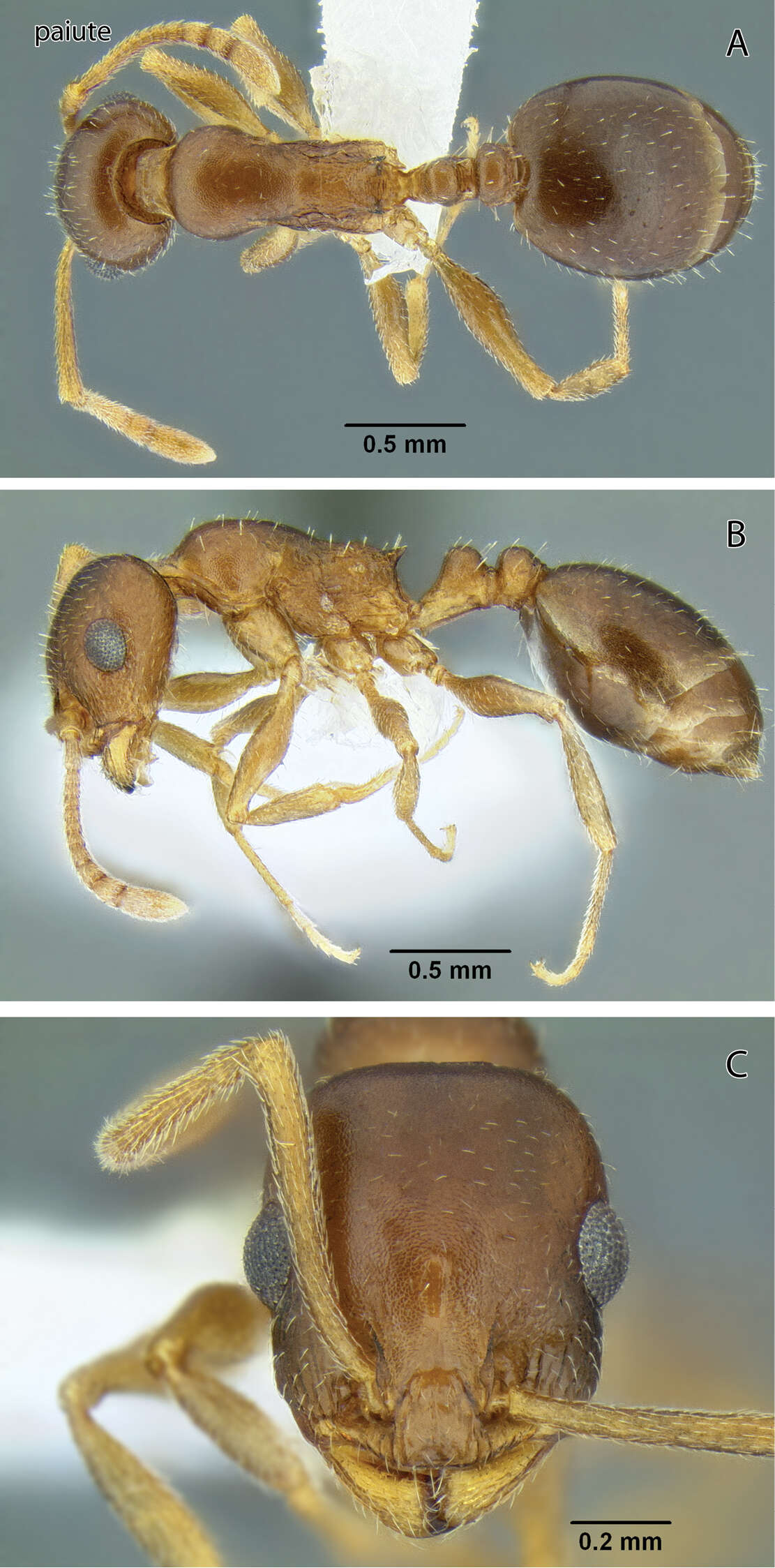 Image of Acorn Ants
