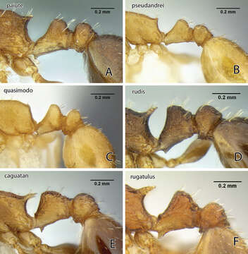 Image de Temnothorax Mayr 1861