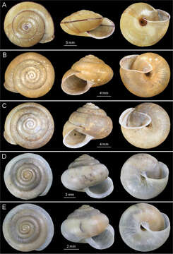 Imagem de Satsuma mellea (L. Pfeiffer 1866)