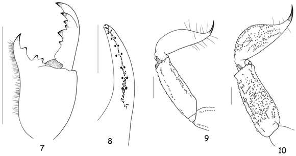 Image of Chactas