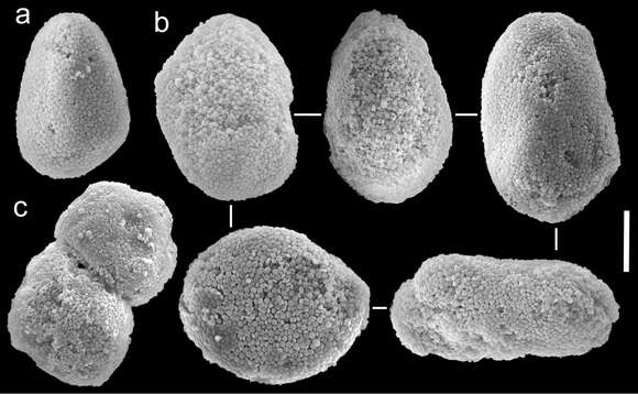 Image of Ovabunda macrospiculata (Gohar 1940)