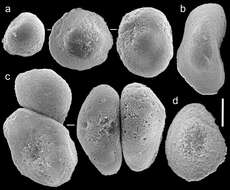 Image de Ovabunda macrospiculata (Gohar 1940)