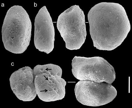 Image de Ovabunda macrospiculata (Gohar 1940)