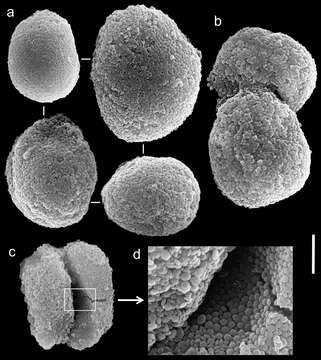 Image of Ovabunda arabica (Reinicke 1995)