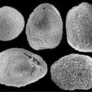 Plancia ëd Ovabunda biseriata (Verseveldt & Cohen 1971)