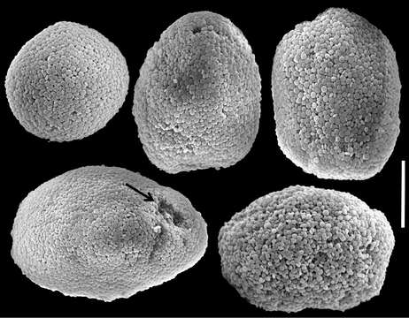 Plancia ëd Ovabunda biseriata (Verseveldt & Cohen 1971)