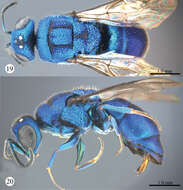 Image of <i>Primeuchroeus kansitakuanus</i> (Tsuneki 1970)