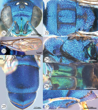 Image of <i>Primeuchroeus kansitakuanus</i> (Tsuneki 1970)