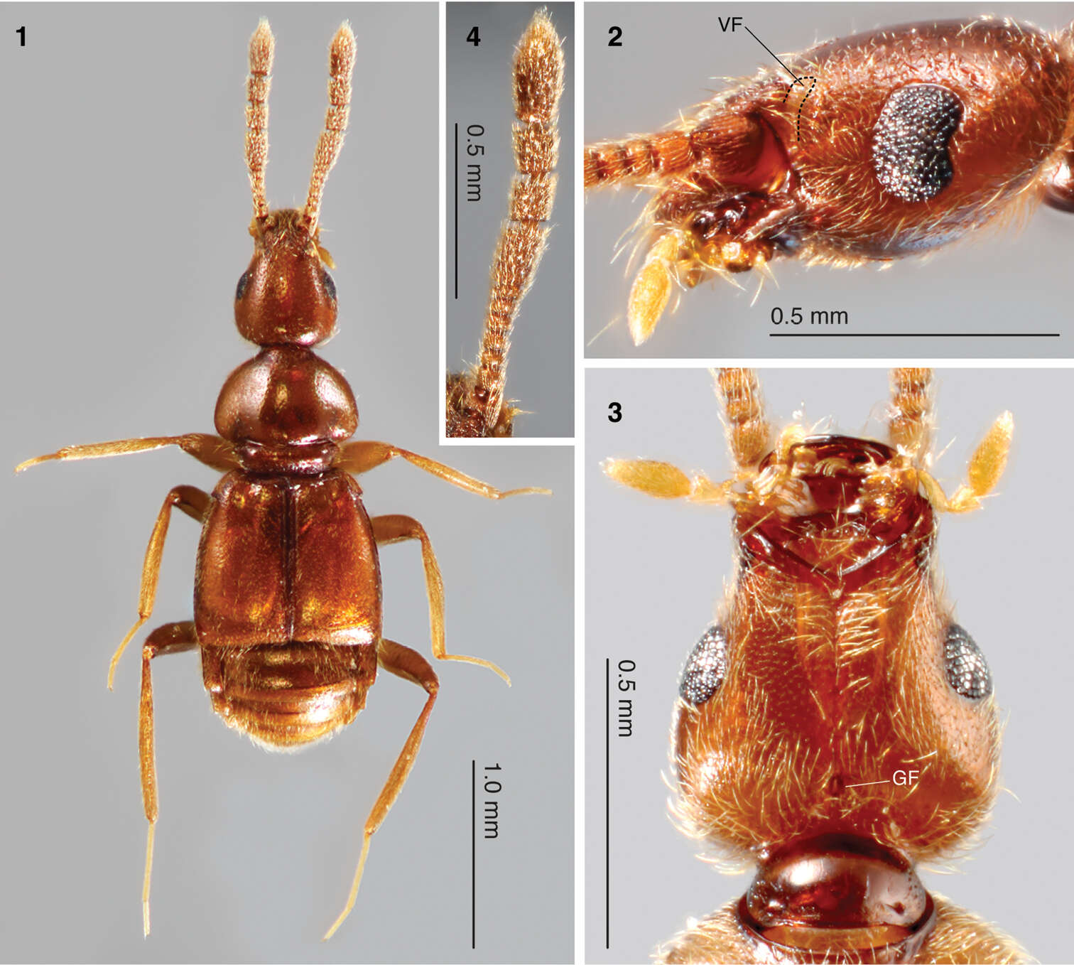 Morphogenia resmi