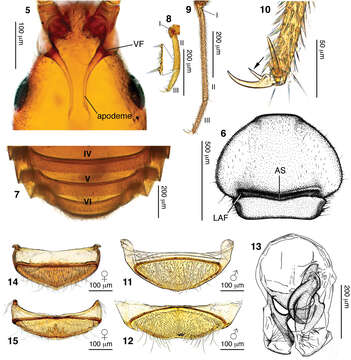 Image of Morphogenia