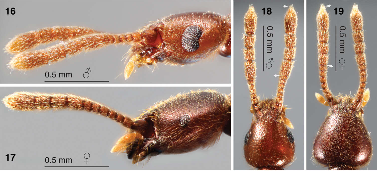 Image of Morphogenia struhli Parker 2014