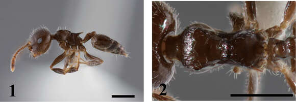 Crematogaster (Crematogaster) chhangi Hosoishi & Ogata 2014 resmi