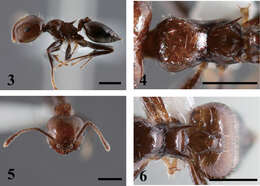 Image of Crematogaster fraxatrix Forel 1911