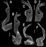 Image de Polydesmida