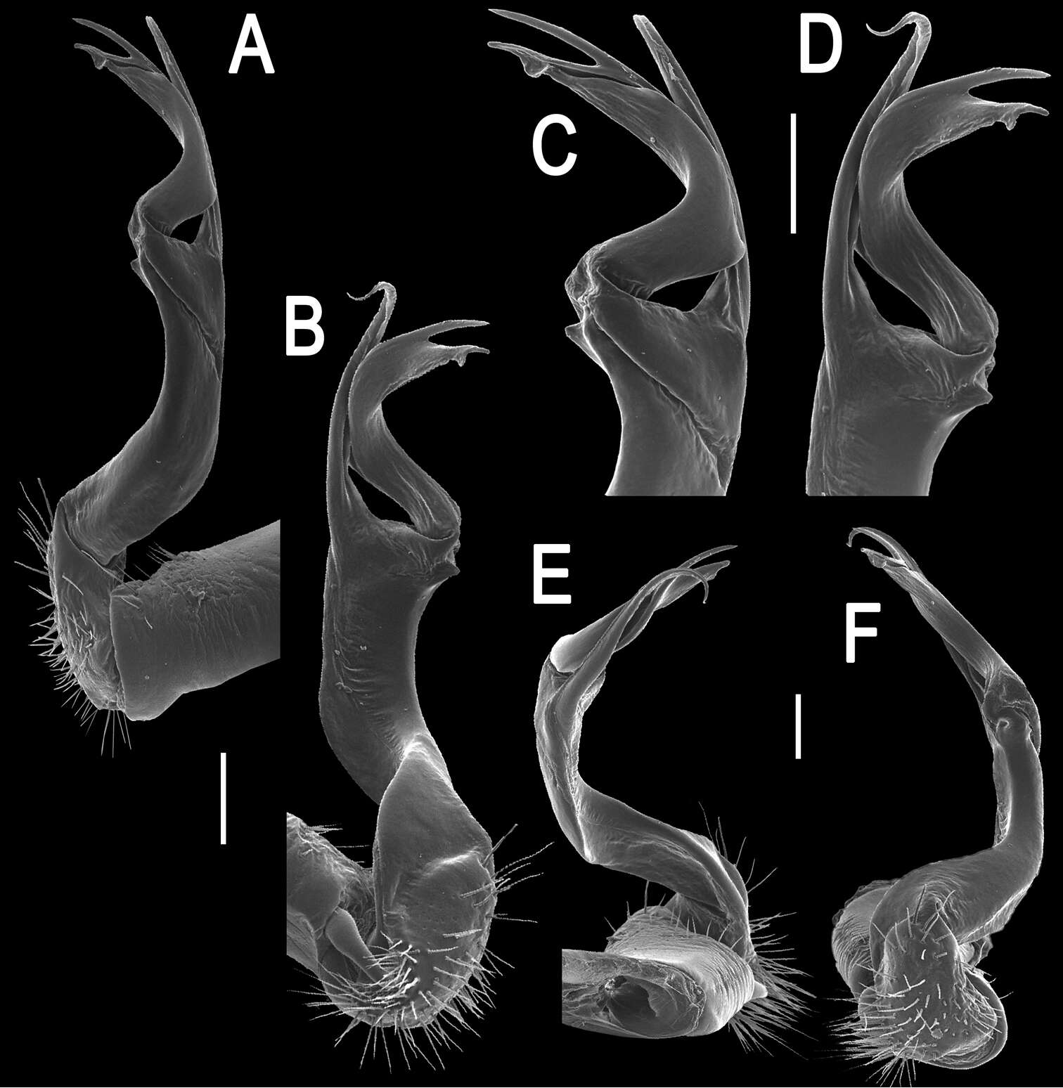 Image of Flat-backed Millipedes