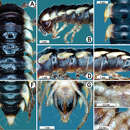 Image de Orthomorpha cambodjana (Attems 1953)