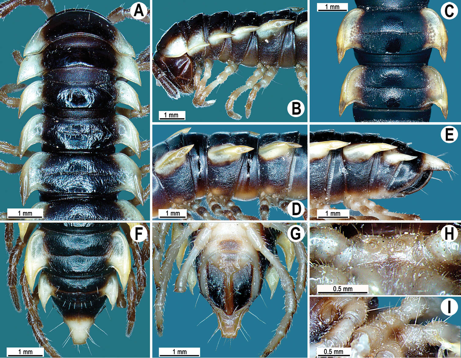 Image of Orthomorpha