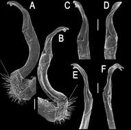 Image of Orthomorpha