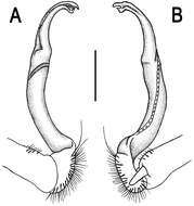 Image of Orthomorpha