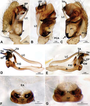 Image of Acanoides