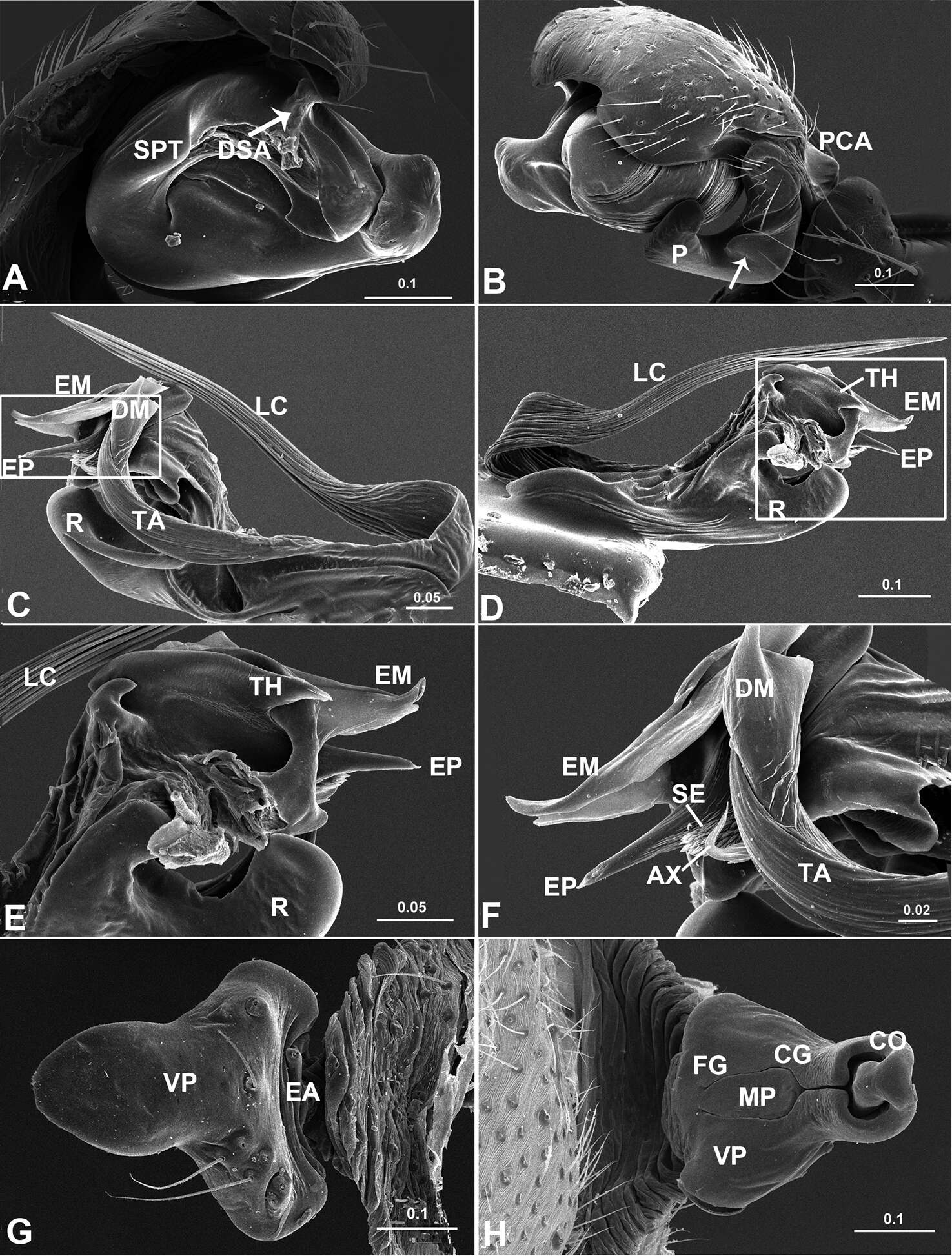 Image of Acanoides