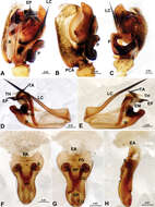 Image of Acanoides beijingensis Sun, Marusik & Tu 2014