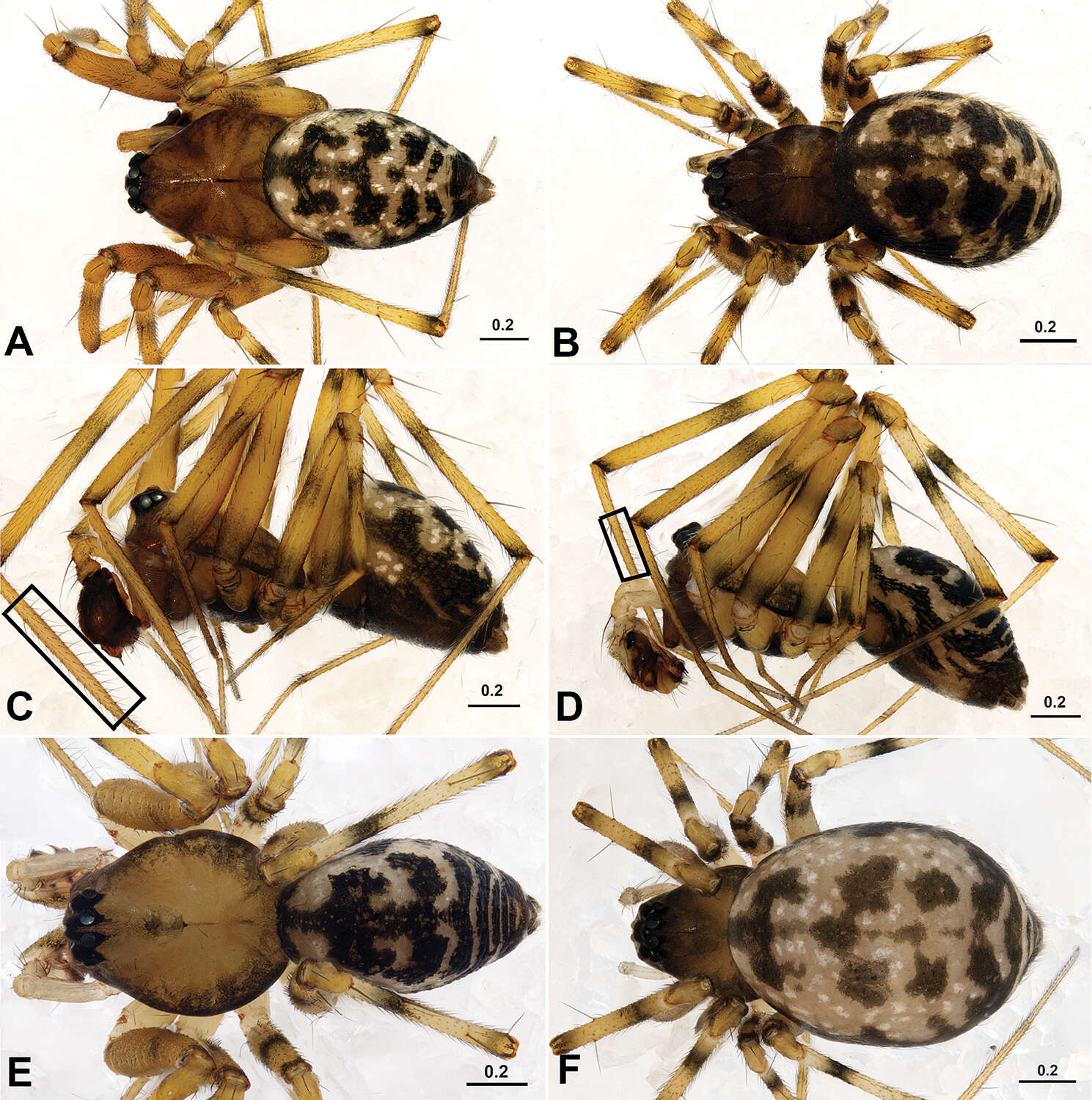 Acanoides hengshanensis (Chen & Yin 2000) resmi