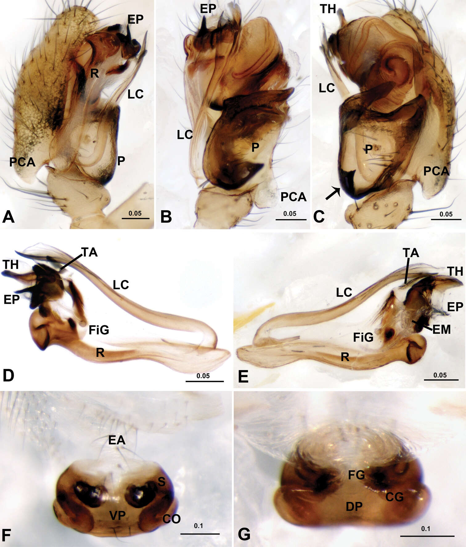 Acanoides hengshanensis (Chen & Yin 2000) resmi