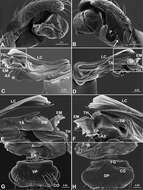 Acanoides hengshanensis (Chen & Yin 2000) resmi