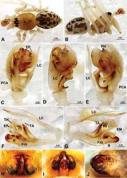 Image of Acanthoneta aggressa (Chamberlin & Ivie 1943)