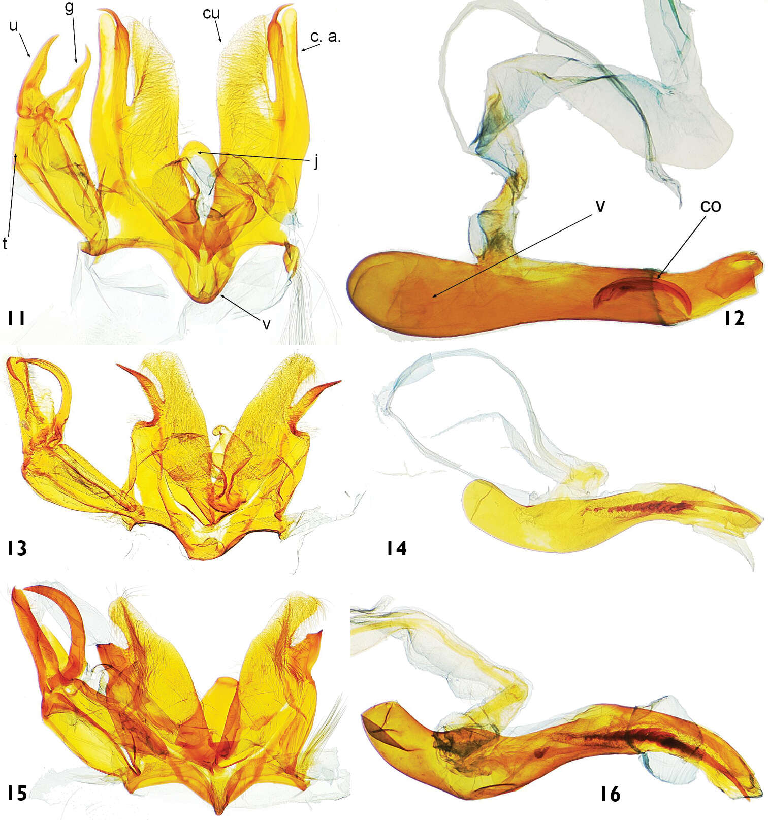 Image of Catharylla chelicerata T. Léger & B. Landry