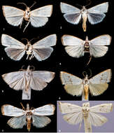 Image of Catharylla coronata T. Léger & B. Landry