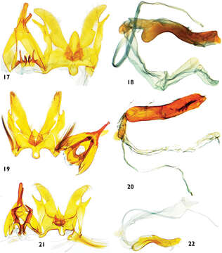 Image of Catharylla coronata T. Léger & B. Landry