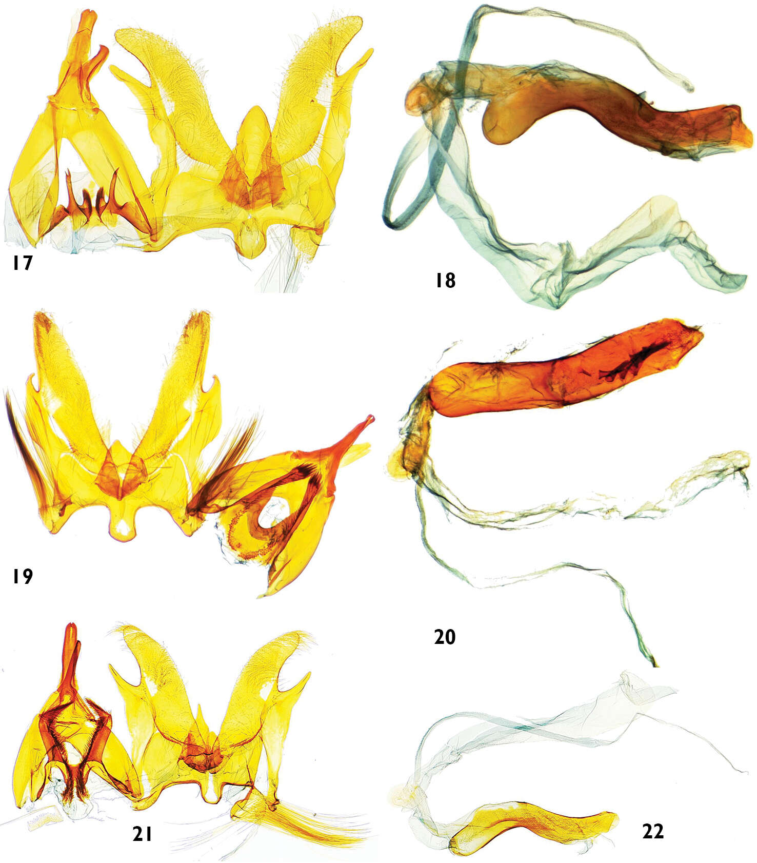 Image of Catharylla coronata T. Léger & B. Landry