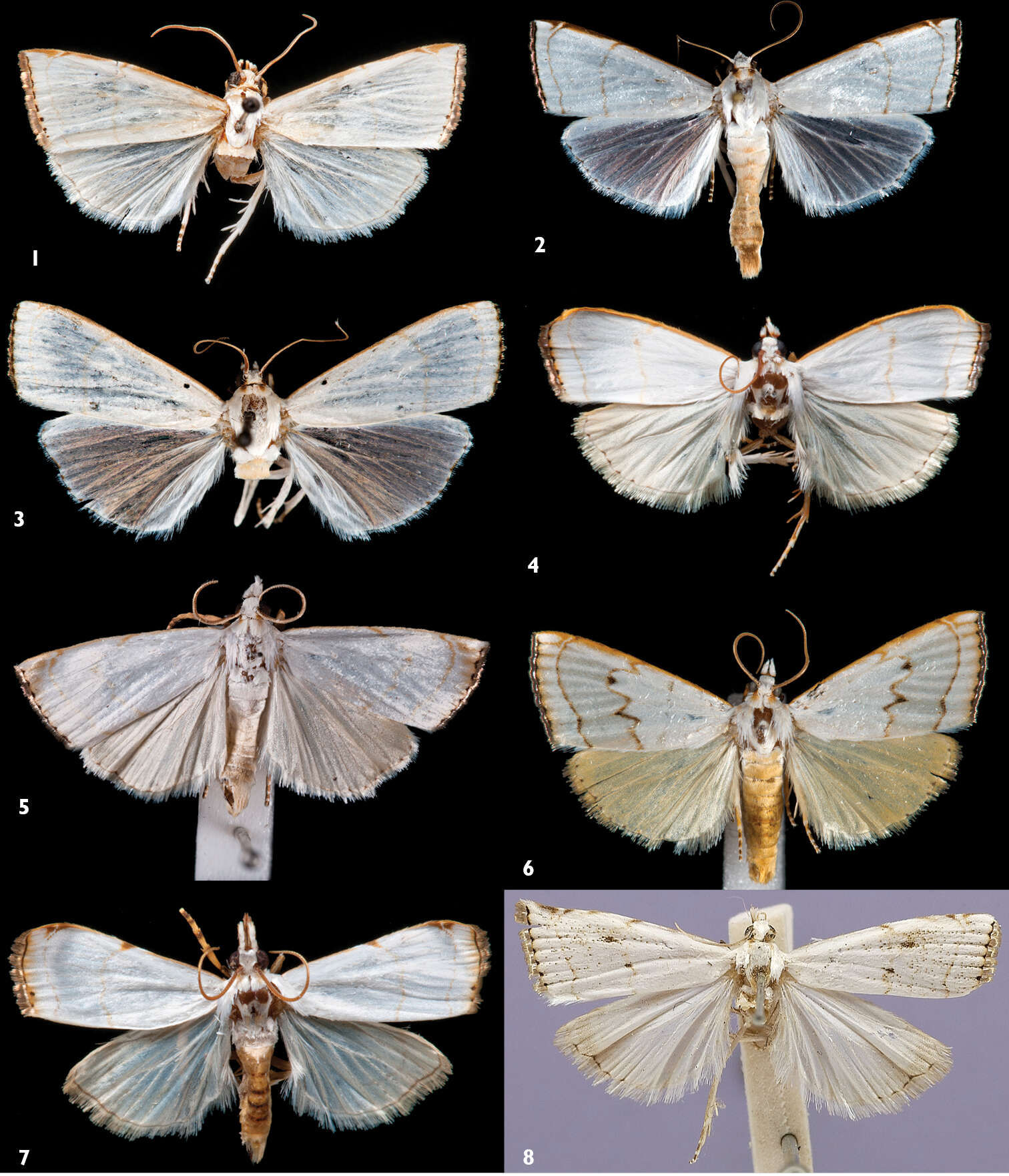 Image of Catharylla serrabonita T. Léger & B. Landry