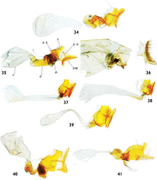 Image of Catharylla mayrabonillae T. Léger & B. Landry
