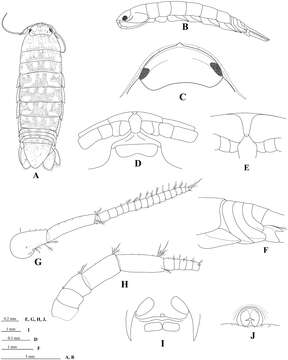 Image of Cirolana Leach 1818