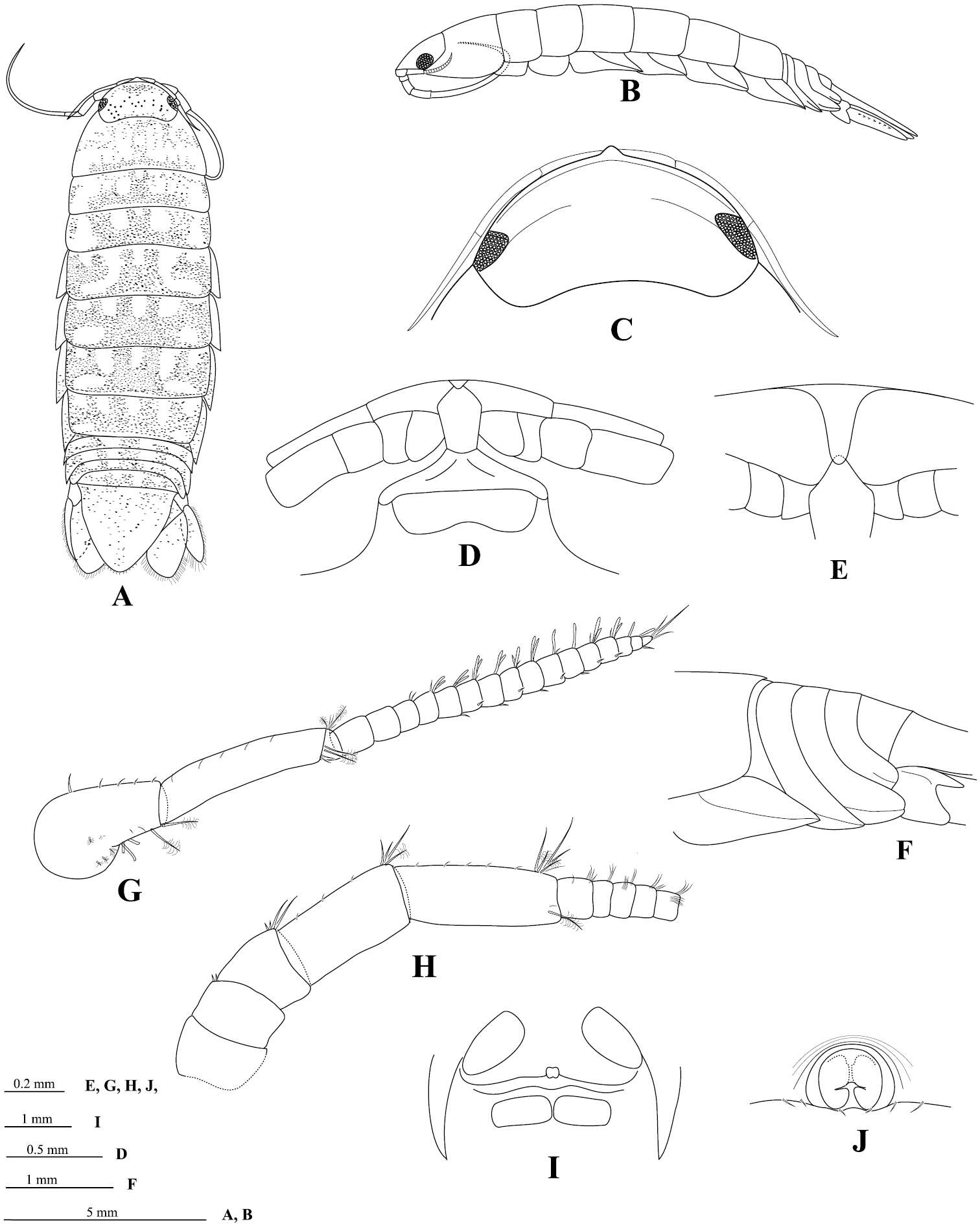 Слика од Cirolanidae Dana 1852