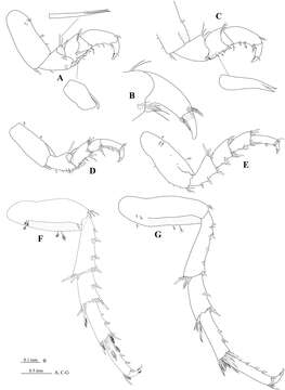 Image of Cirolana Leach 1818