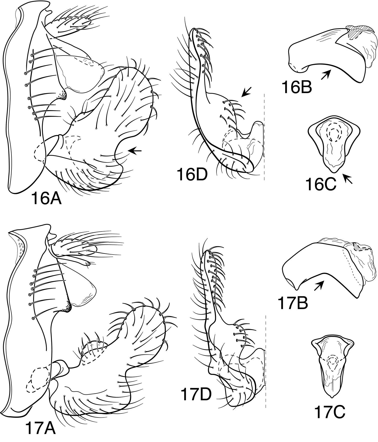 Image of Oecetis metlacensis Bueno-Soria 1981