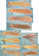 Image of Oecetis metlacensis Bueno-Soria 1981