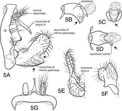 Image of Oecetis metlacensis Bueno-Soria 1981