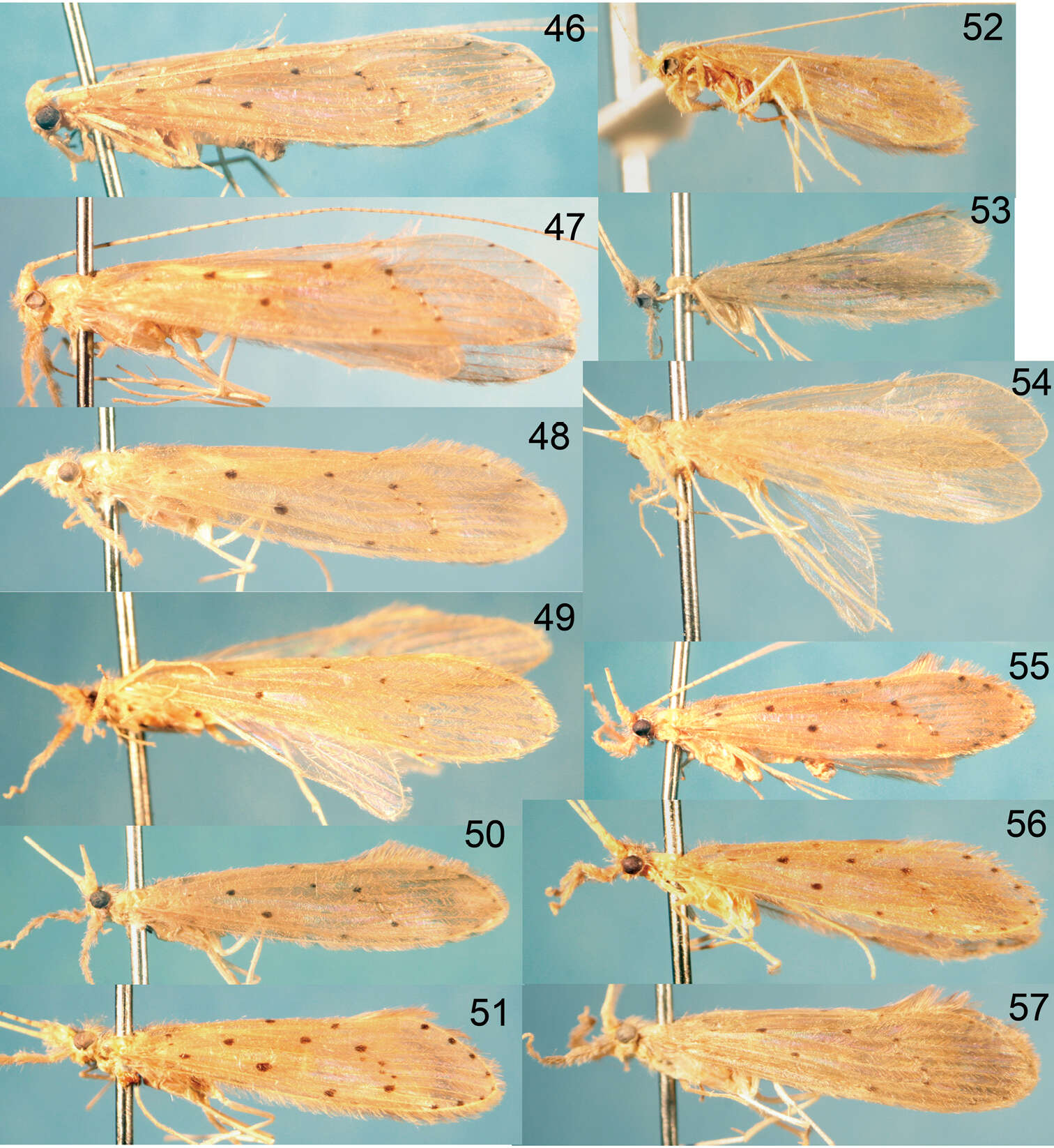 Image of Oecetis protrusa Blahnik & Holzenthal 2014