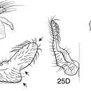 Image of Oecetis uncata Blahnik & Holzenthal 2014