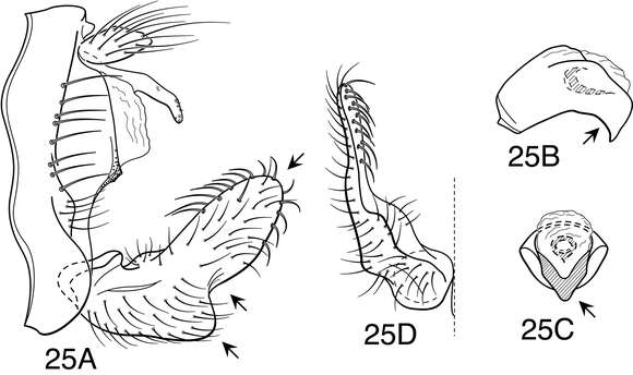 Image of Oecetis uncata Blahnik & Holzenthal 2014