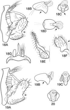 Image of Oecetis verrucula Blahnik & Holzenthal 2014