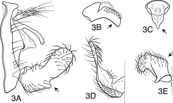 Image of Oecetis angularis Blahnik & Holzenthal 2014