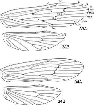 Image of Oecetis angularis Blahnik & Holzenthal 2014