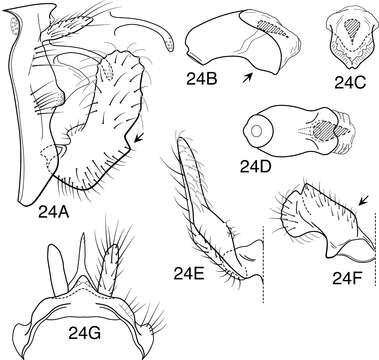 Image of Oecetis angularis Blahnik & Holzenthal 2014