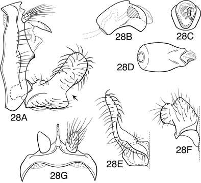 Image of Oecetis avara (Banks 1895)